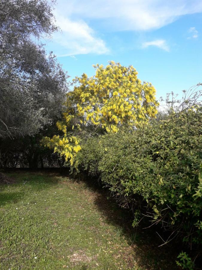 דירות Ágios Ioánnis House In The Olive Garden מראה חיצוני תמונה