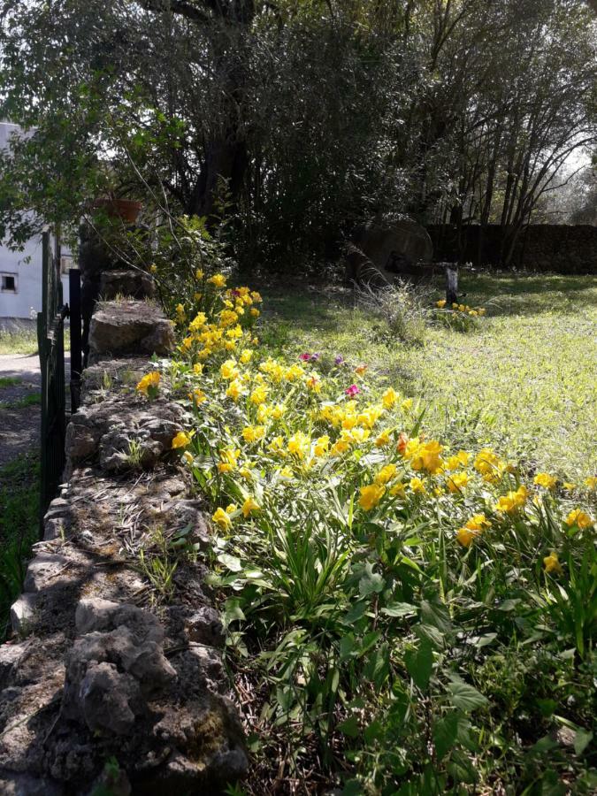 דירות Ágios Ioánnis House In The Olive Garden מראה חיצוני תמונה