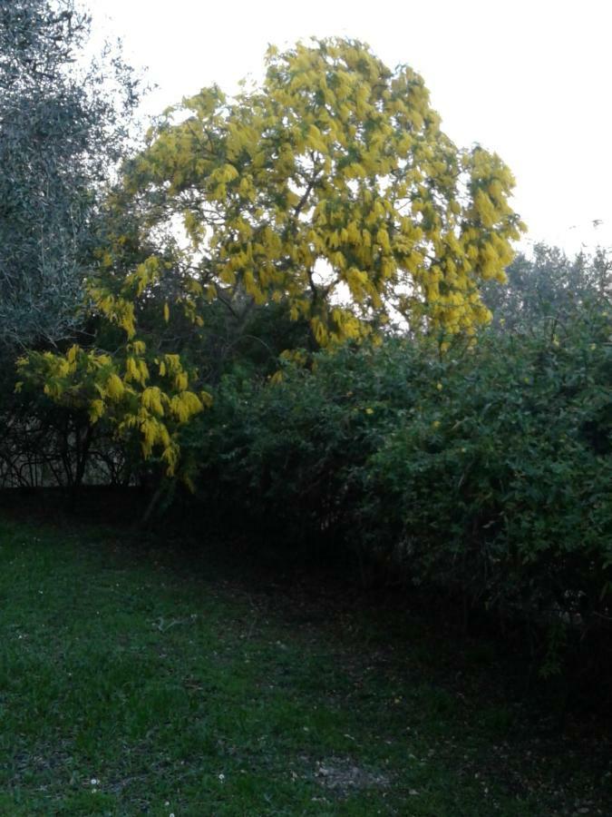 דירות Ágios Ioánnis House In The Olive Garden מראה חיצוני תמונה